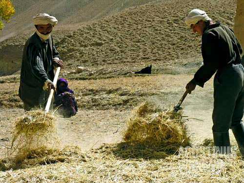 Hazara farmers near the Band-e-Amir lakes harvesting the wheat produced by Lalmi field. Lalmi is a traditional method of agriculture: cultivating wheat on cliffs of mountains without any system of irrigation, relying completely on natural rain or snow.