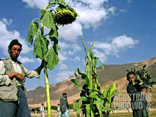 Hazara farmers with giant sunflowers. The farmers are showing their best agricultural product of the year in a harvest festival (Jeshn) conducted by Solidarites, a French NGO working in the area.