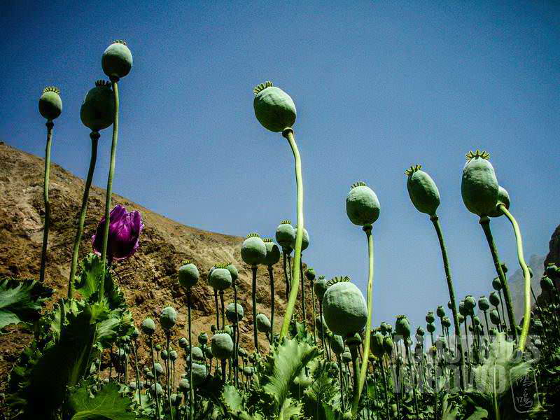5.Ladang opium yang menghampar indah (AGUSTINUS WIBOWO)
