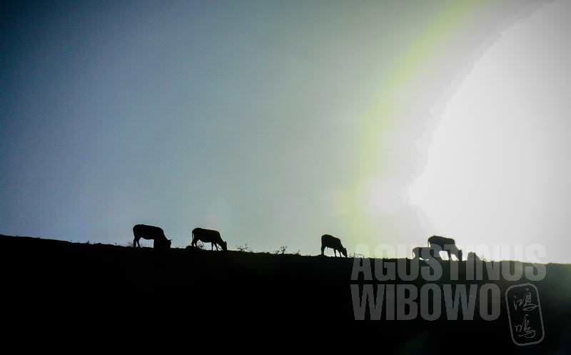 4.Hewan-hewan menikmati momen merumput di gunung gersang (AGUSTINUS WIBOWO)