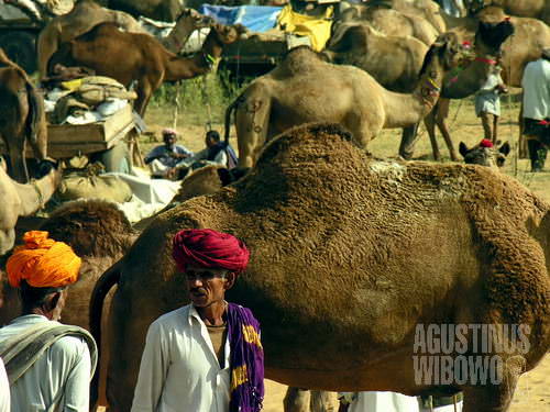 Pasar unta di Pushkar. (AGUSTINUS WIBOWO)