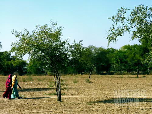  Di desa tandus ini, setiap rumput dan pohon punya nyawa (AGUSTINUS WIBOWO)