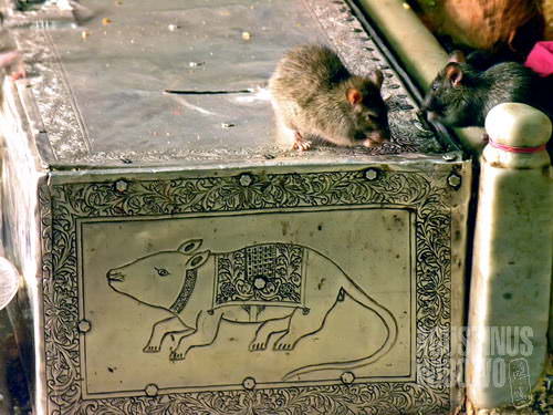 Tikus-tikus suci dari kuil Karni Mata (AGUSTINUS WIBOWO)