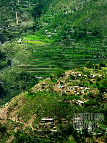 Kashmir yang hijau (AGUSTINUS WIBOWO) 