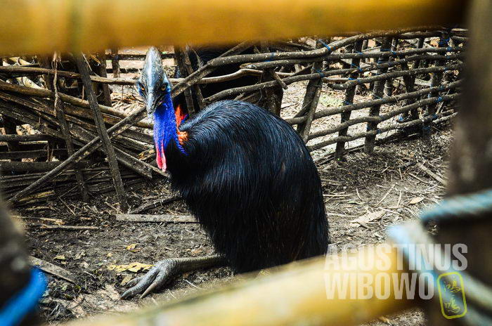 Cassowary in cage