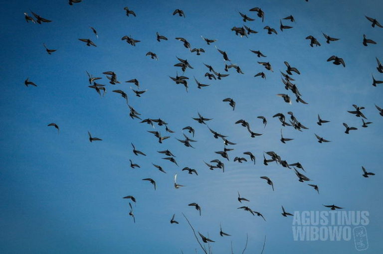 The birds weekend. Миграция птиц. Вороны кружат.